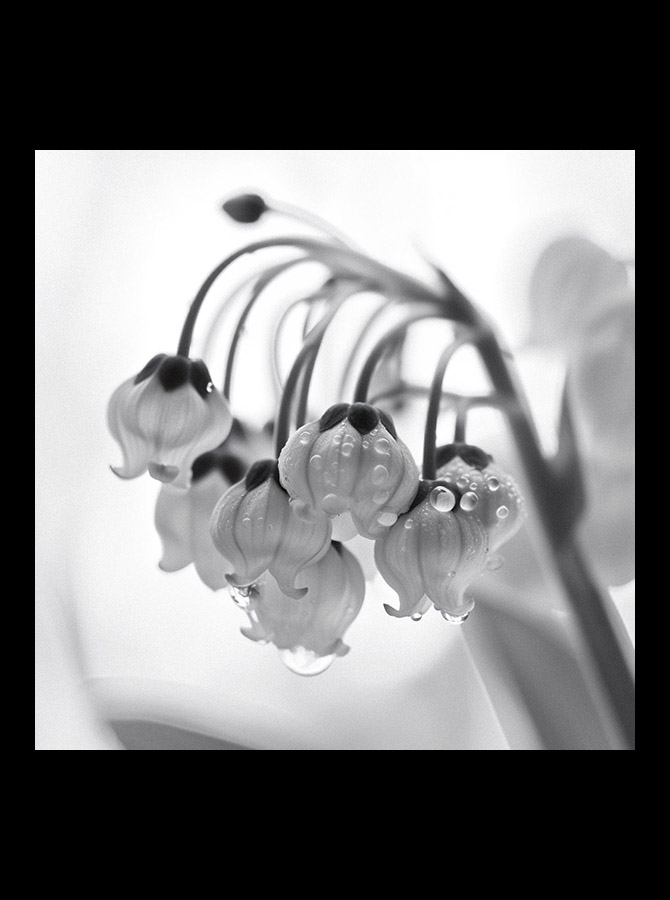 sevengreen_Convallaria_majalis_web