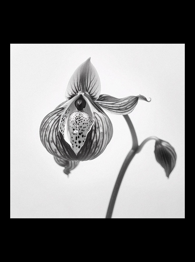 sevengreen_Cypripedium_calceolus_web
