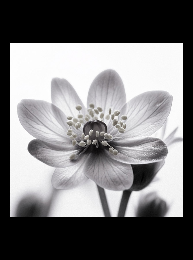 sevengreen_Hepatica_nobilis_web