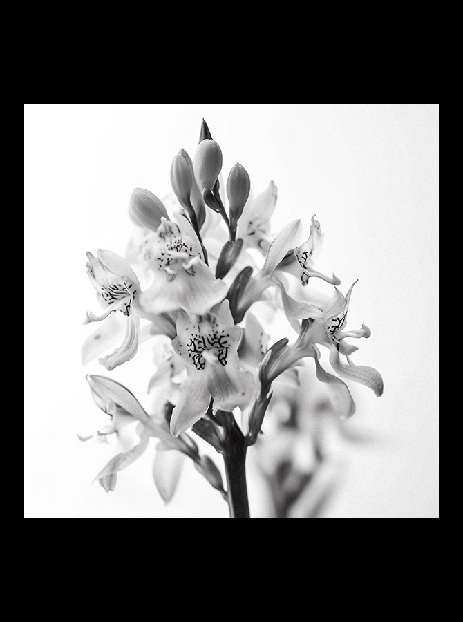 sevengreen_Orchis_purpurea_web