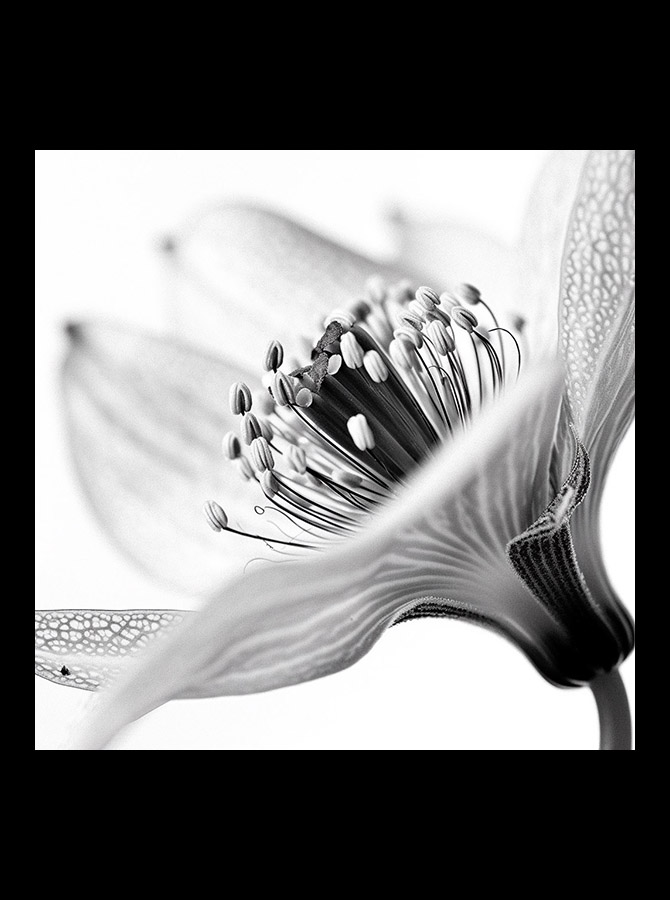 sevengreen_pistil_web